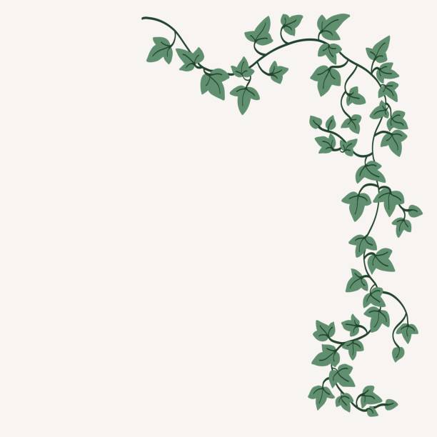 Floral ivy drawing decorative ornament flat design. Floral ivy drawing decorative ornament flat design. Vector illustration. vine stock illustrations