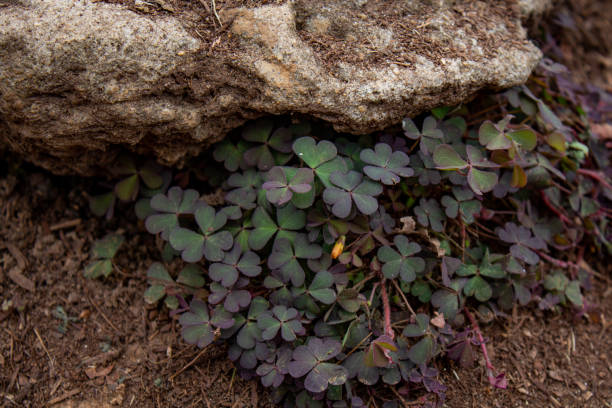 Small patch of yellow wood sorrel by a stone