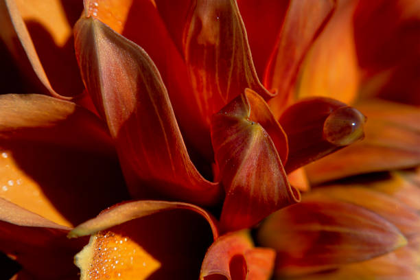 istock Selective focus of an orange flower 1456004577