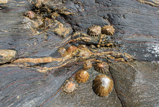 limpets and barnacles sticking hard against the rock