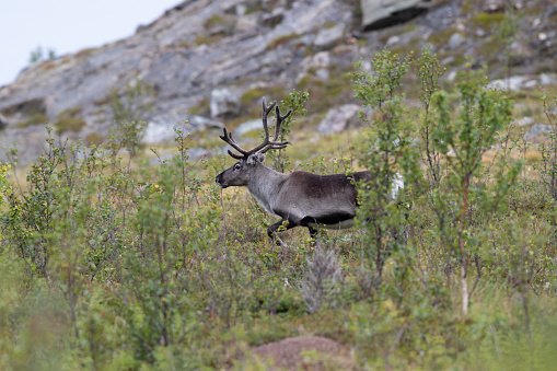 A big reindeer buck in front of a fence, with snow covered mountains in the background