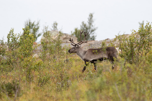 A beautiful view of a reindeer in a forest