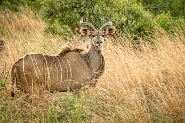 beau grand kudu - pilanesberg national park photos photos et images de collection