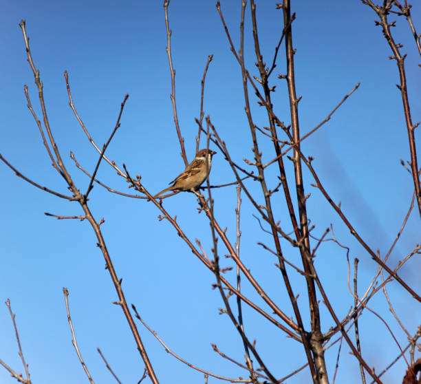 istock Sparrow on the branches. Birds on a tree. Little birds. bird in nature 1456005416