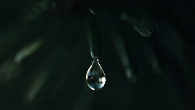 SLO MO A raindrop falls from a spruce branch