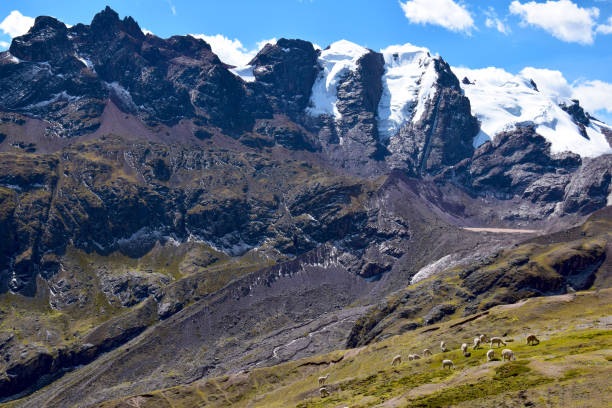 istock View of Alpacas in Peru 1456006606