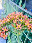 blumen.jpg?b=1&s=170x170&k=20&c=gnvK1JJi