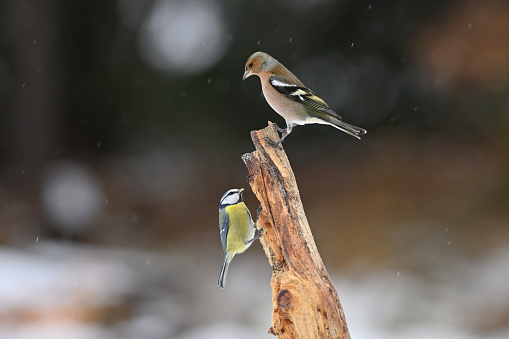 little funny birds and birds chicks sit among the branches of an apple tree with white flowers in a sunny spring garden