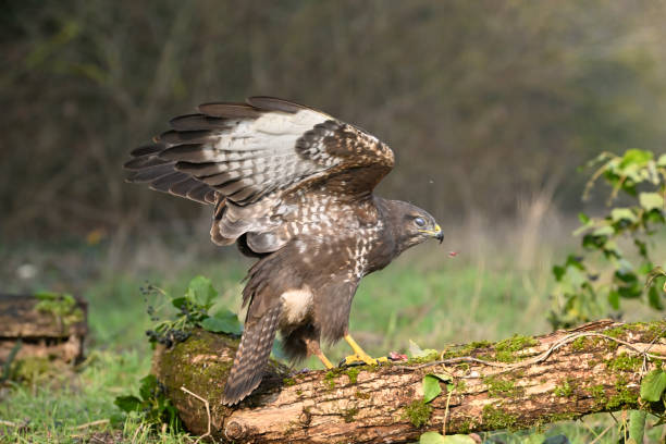 istock Eurasian buzzard in the woods 1456007186