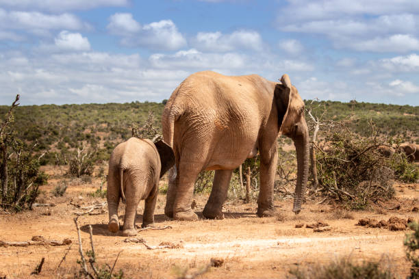 istock Elephant with a baby in a zoo park 1456007478