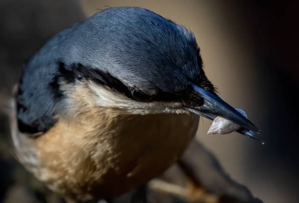 istock Eurasian nuthatch bird outdoors 1456007485