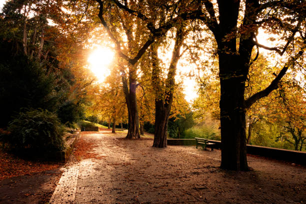 istock Beautiful sunset view in an autumn park 1456007488