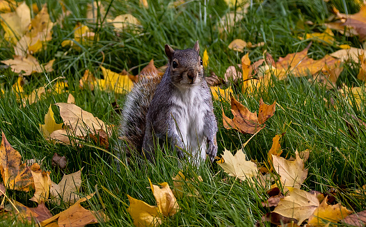A closeup shot of a squirrel on the grass with fallen leaves