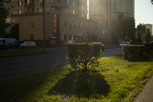 Bushes in city. Plants on street. Shrub and lawn. Sunlight on grass.