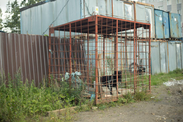 hundekäfig. hund in stahlvoliere. streunende tiere gefangen. - animal captivity building stock-fotos und bilder