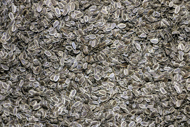 Dill seeds. Dried dill seeds as an abstract background texture. horizontal photo