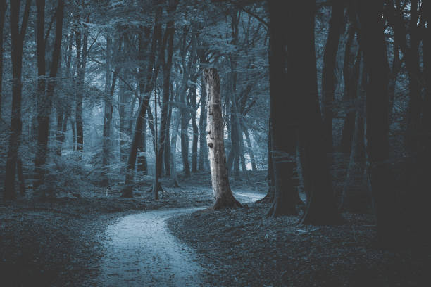 istock Dark scary forest in fog in the fall evening 1456012095