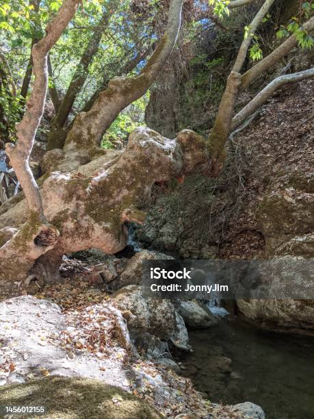 Wooded Area On The Greek Island Of Rhodes Stock Photo - Download Image Now - Beauty, Beauty In Nature, Color Image