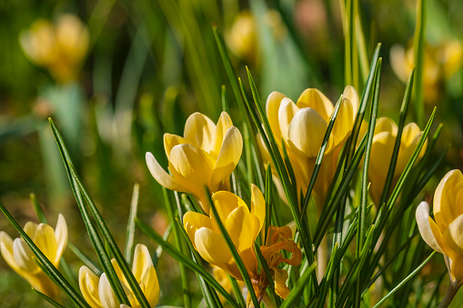 Close-up of gorgeous yellow flowering crocuses in a meadow on a sunny spring day