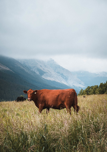 A cow looking at the camera in the Canadian Rocky Mountains. It stands in a field overlooking the mountains under a threatening sky