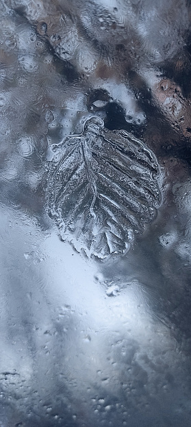 Imprint of tree leaf on the ice