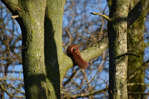 Squirrel grooms itself on a deciduous tree in autumn, in the sunlight, in The Netherlands