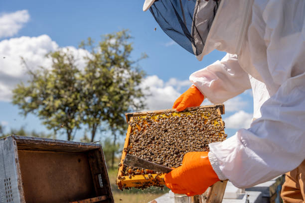 istock beekeeper dressed in protective suit to avoid stings checks a beehive with honey from his hive on a beekeeping farm 1456019444