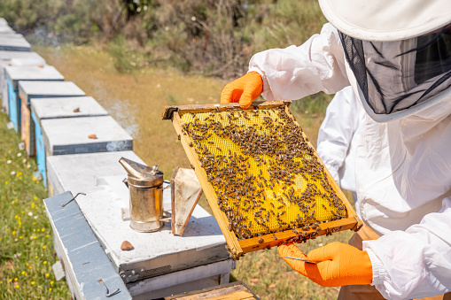 beekeeper dressed in protective suit to avoid stings checks a beehive with honey from his hive on a beekeeping farm