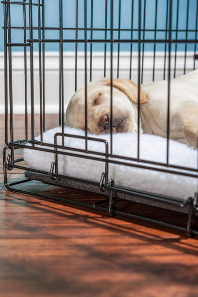 ein gelber labrador-welpe schläft in einer drahtkiste mit geschlossener tür - 7 wochen alt - solitude loneliness hardwood floor box stock-fotos und bilder