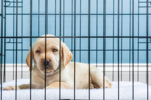 a yellow labrador puppy lying down in wire crate with sad “puppy eyes”- 7 weeks old - solitude loneliness hardwood floor box imagens e fotografias de stock