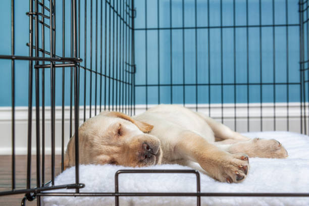 istock A Yellow Labrador Puppy sleeping in a wire crate with door open- 7 weeks old 1456019556