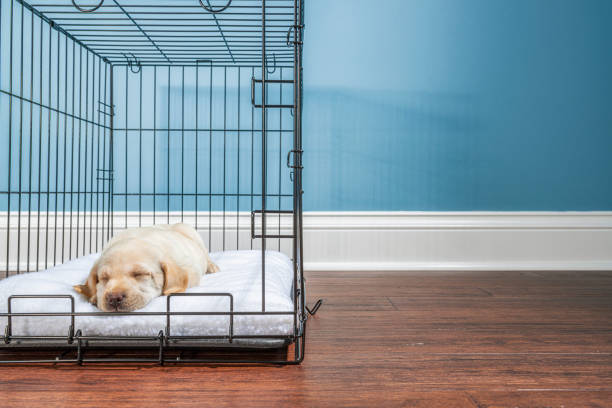 A cute young Yellow Labrador puppy sleeping in a wire dog crate with the door open, a puppy's safe place. The crate is sitting on hardwood floor inside a home with a white baseboard and blue wall in the background