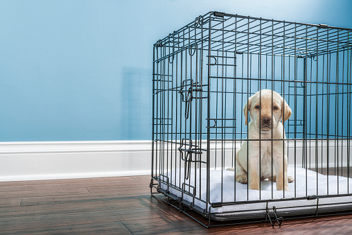 A cute young Yellow Labrador puppy siting in a wire dog crate with sad puppy eyes looking at the camera, the crate is sitting on hardwood floor inside a home with a white baseboard and blue wall in the background