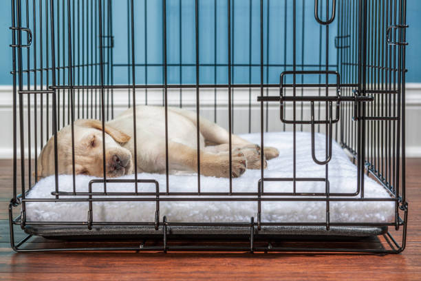 A cute young Yellow Labrador puppy sleeping in a wire dog crate with the door closed, a puppy’s safe place. The crate is sitting on hardwood floor inside a home with a white baseboard and blue wall in the background