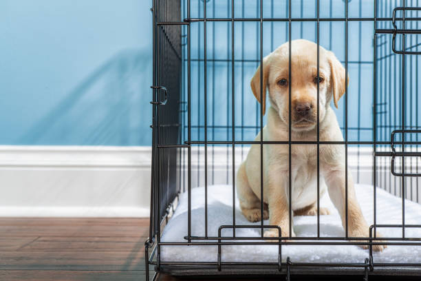 a yellow labrador puppy in wire crate with sad “puppy eyes”- 7 weeks old - solitude loneliness hardwood floor box imagens e fotografias de stock