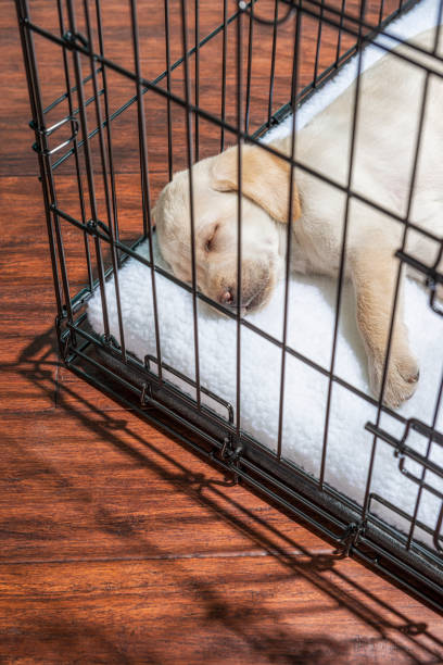 istock Looking down on a Yellow Labrador Puppy sleeping in a wire crate with door closed - 7 weeks old 1456019663