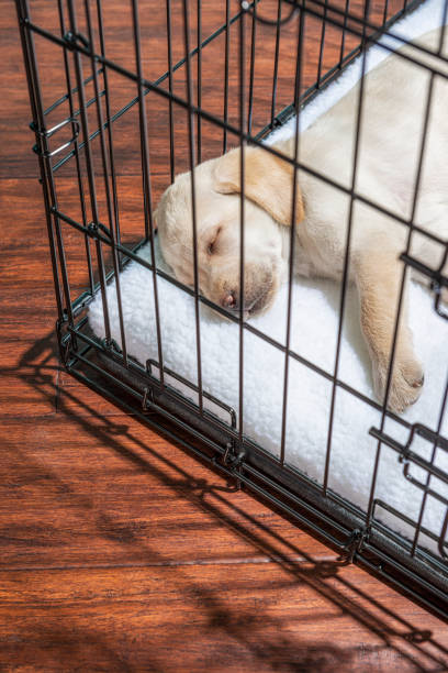 looking down on a yellow labrador puppy sleeping in a wire crate with door closed - 7 weeks old - solitude loneliness hardwood floor box imagens e fotografias de stock