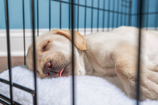 a yellow labrador puppy with tongue out sleeping in a wire crate with door closed - 7 weeks old - solitude loneliness hardwood floor box imagens e fotografias de stock