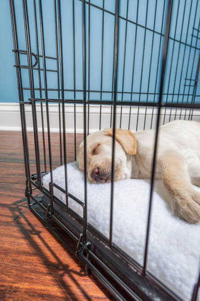 ein gelber labrador-welpe schläft in einer drahtkiste mit geschlossener tür - 7 wochen alt - solitude loneliness hardwood floor box stock-fotos und bilder