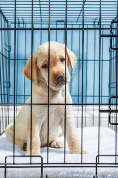 a yellow labrador puppy in wire crate with sad “puppy eyes”- 7 weeks old - solitude loneliness hardwood floor box imagens e fotografias de stock