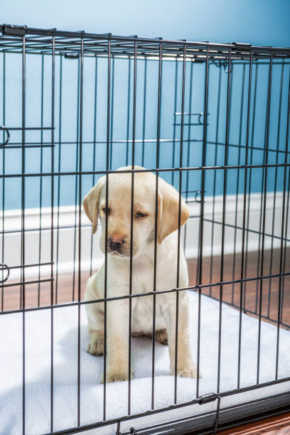 ein gelber labrador-welpe in drahtkiste mit traurigen "welpenaugen" - 7 wochen alt - solitude loneliness hardwood floor box stock-fotos und bilder