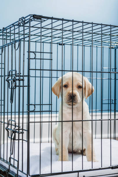 悲しい「子犬の目」を持つワイヤークレートの黄色いラブラドールの子犬-7週齢 - solitude loneliness hardwood floor box ストックフォトと画像