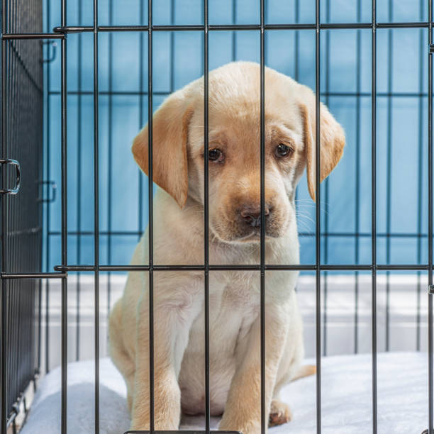 悲しい「子犬の目」を持つワイヤークレートの黄色いラブラドールの子犬-7週齢 - solitude loneliness hardwood floor box ストックフォトと画像