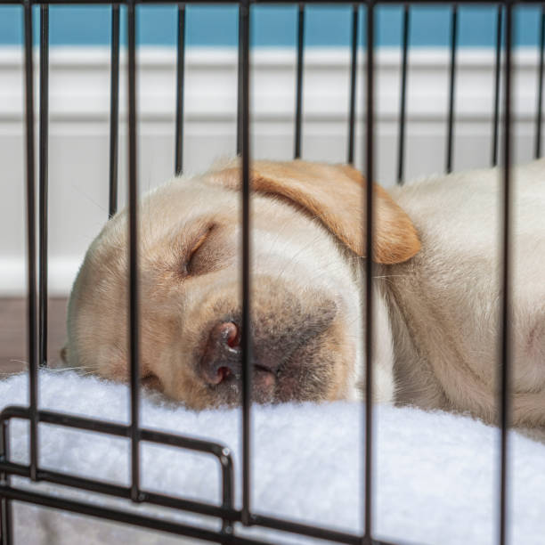 eine nahaufnahme eines gelben labrador-welpen, der in einer drahtkiste mit geschlossener tür schläft - 7 wochen alt - solitude loneliness hardwood floor box stock-fotos und bilder