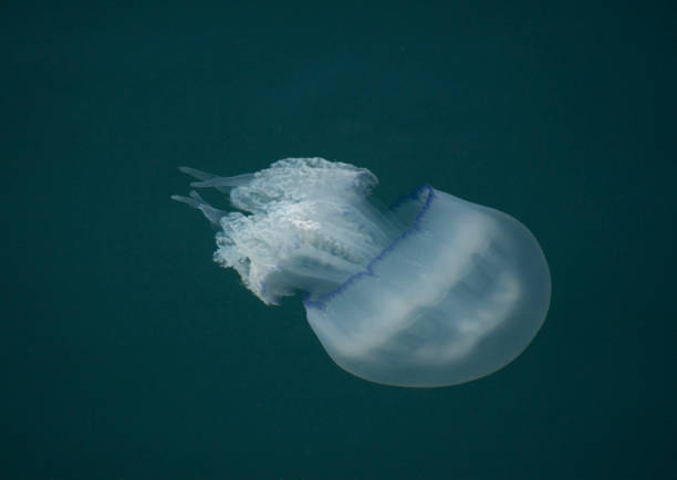 istock Big jellyfish in Blask Sea, Europe 1456019953