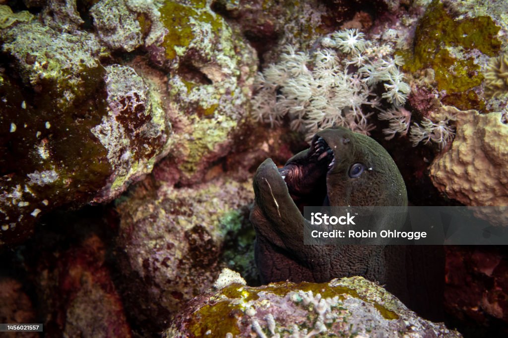 Moray eel showing fangs in coral reef Moray eel in coral reef, Saudi Arabia, Farasan Banks Animal Stock Photo