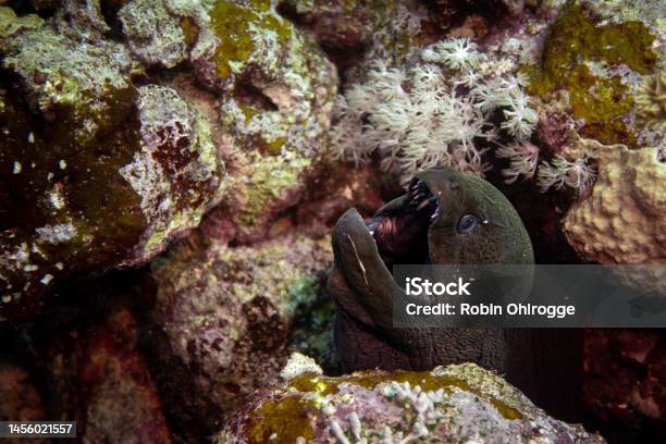 Moray Eel Showing Fangs In Coral Reef Stock Photo - Download Image Now - Animal, Animal Teeth, Animal Wildlife