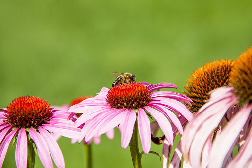 Echinacea purpurea with a honey bee