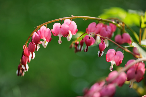 Footage of Bleeding-heart flowers. 
Shot with Canon R5