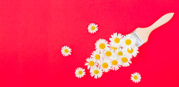 Paintbrush with white chamomile on the red background. Top view. Copy space.